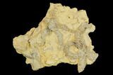 Rare, Ordovician Starfish (Urasterella) Fossils - Oklahoma #145035-1